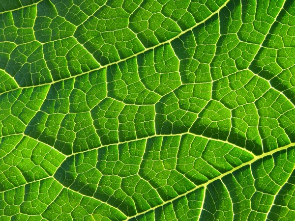Leaf abstract — Stock Photo, Image