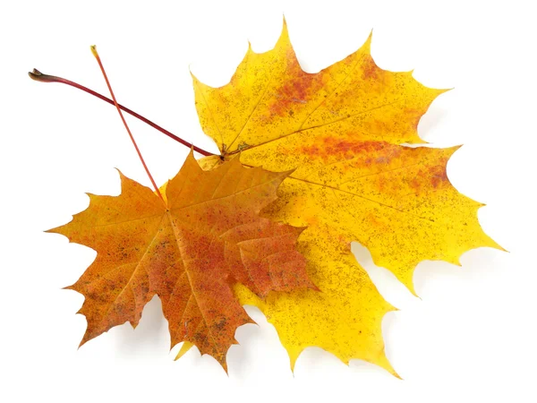 Autumnal leaves — Stock Photo, Image