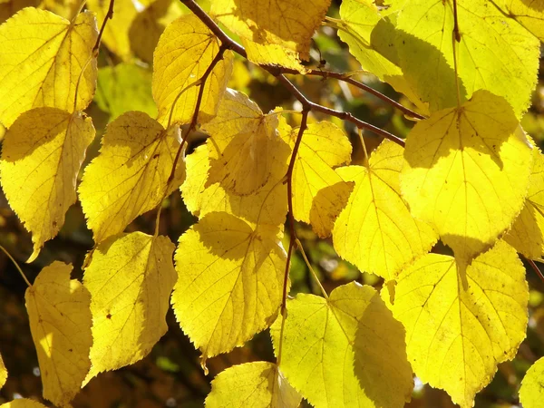 Linden tree leaves — Stock Photo, Image