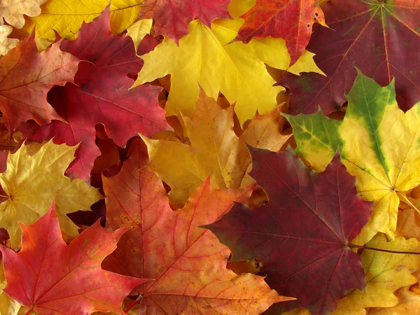 Autumnal palette — Stock Photo, Image