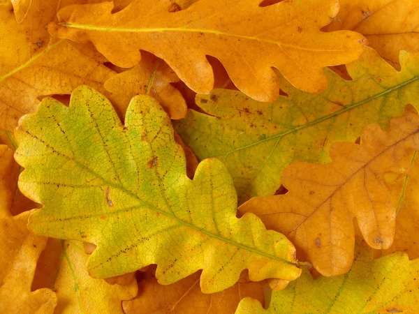 Rovere foglie sfondo — Foto Stock