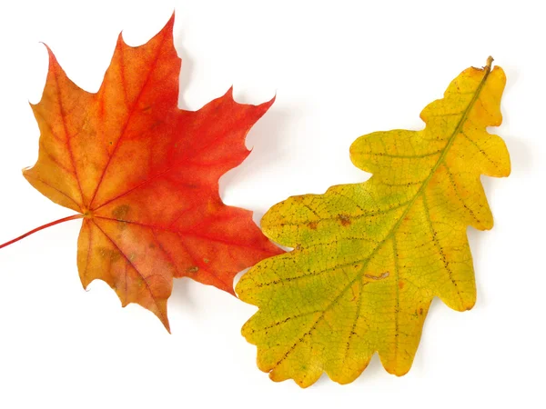 Two leaves — Stock Photo, Image