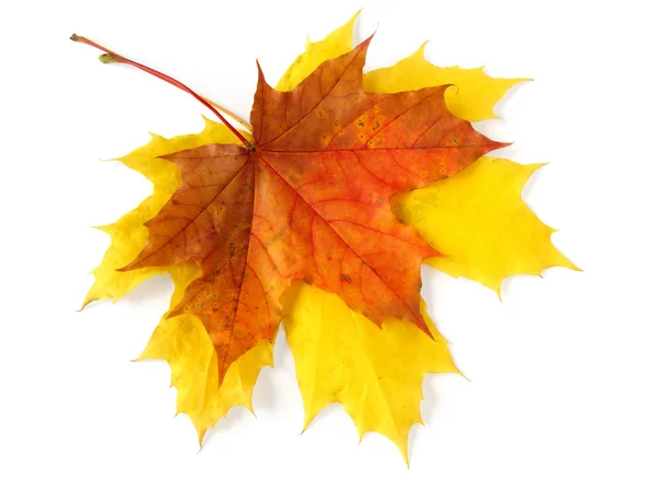 Pair of autumnal leaves — Stock Photo, Image