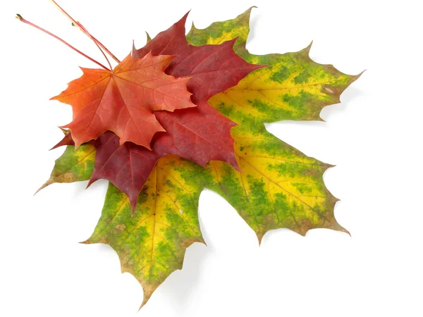 Herbstliche Blätterpalette — Stockfoto