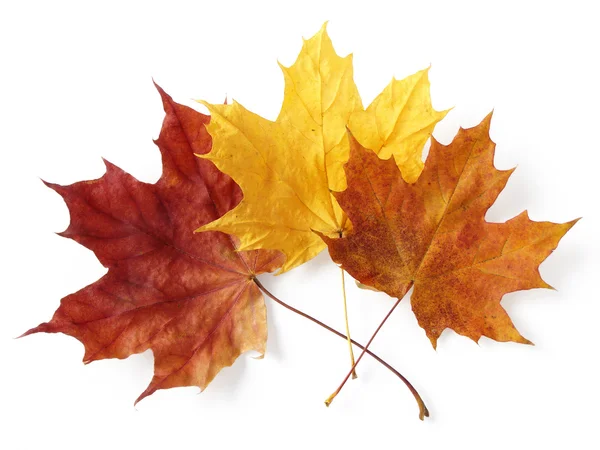 Three maple leaves — Stock Photo, Image