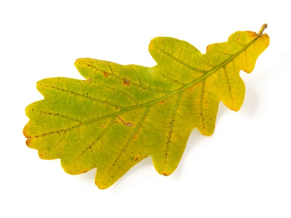 オークの葉 — ストック写真