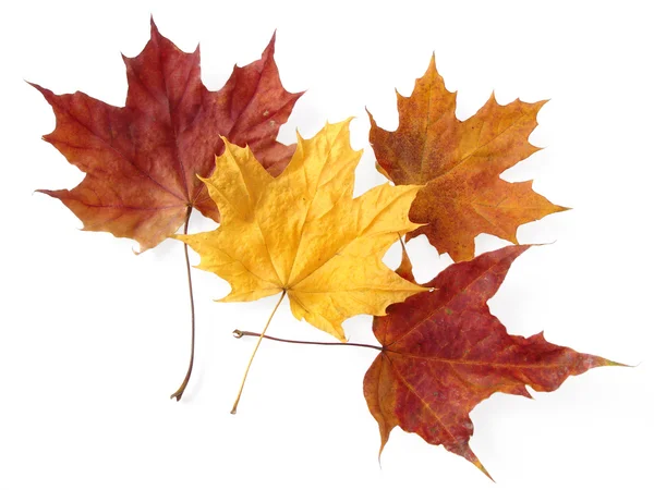 Dry maple leaves — Stock Photo, Image