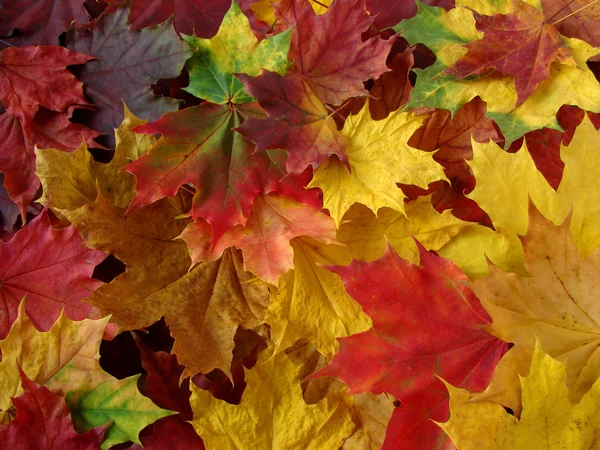Jesienny zbiór — Zdjęcie stockowe