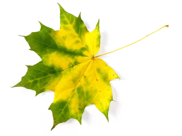 Single maple leaf — Stock Photo, Image