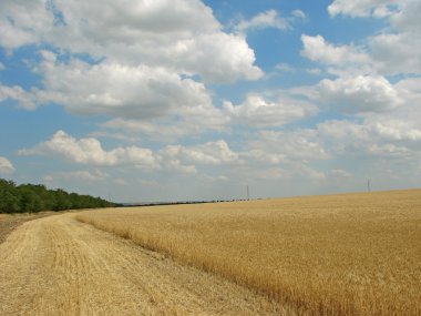 buğday tarlası