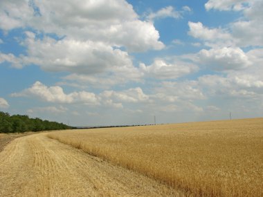 Wheat field clipart