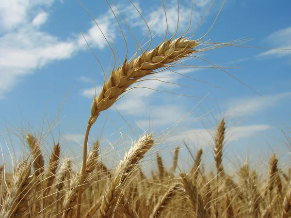 Buğday kulağı — Stok fotoğraf