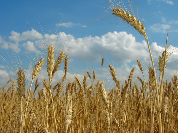 Uši pšenice — Stock fotografie