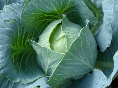 Growing cabbage clipart