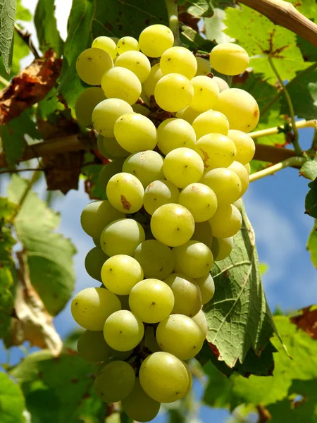 Виноградное скопление — стоковое фото