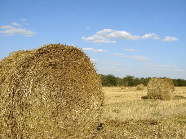 Golden straw bales Stock Picture