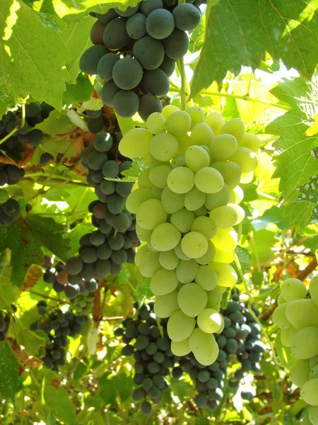 Cluster di uve — Foto Stock