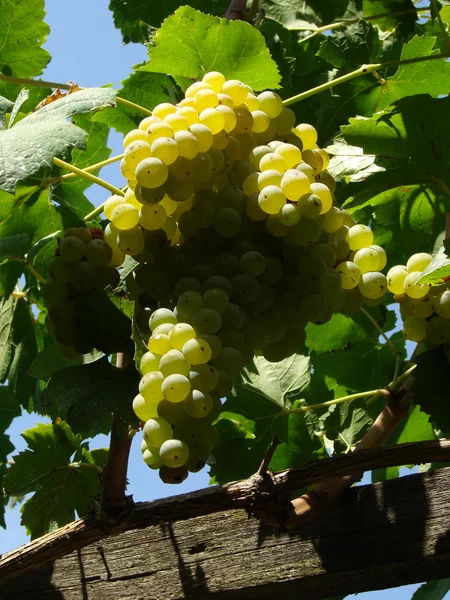 Виноградное скопление — стоковое фото