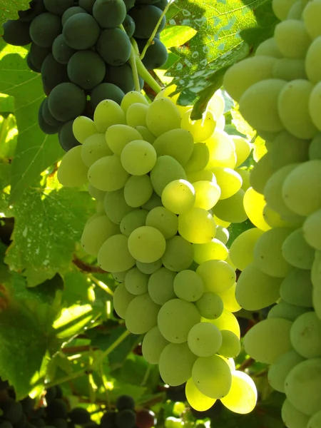 Grape clusters — Stock Photo, Image