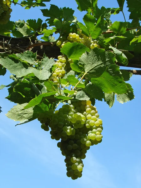 Growing grape — Stock Photo, Image