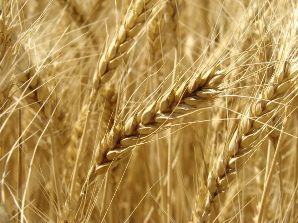 Fragmento do campo de trigo — Fotografia de Stock