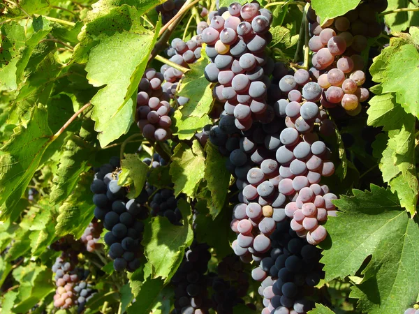 Кластеры винограда — стоковое фото