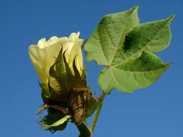 Flor de algodão — Fotografia de Stock