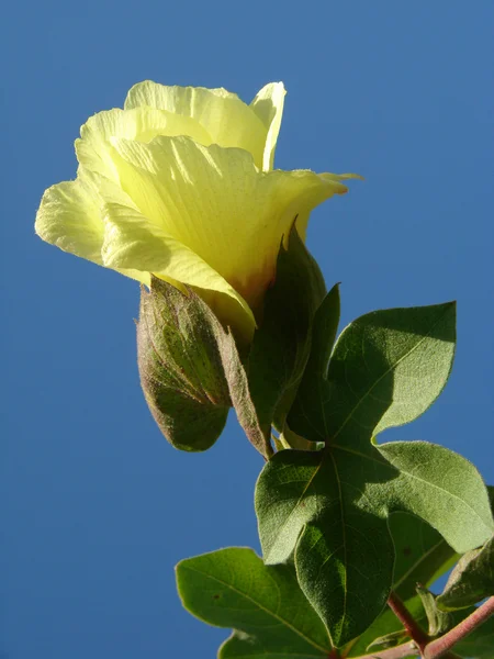 Flor de algodão — Fotografia de Stock
