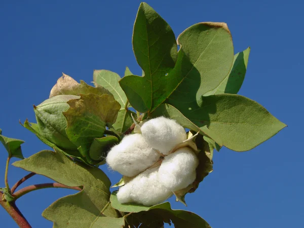 Cotton boll — Stock Photo, Image