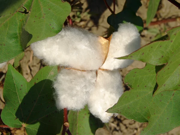 Cotton boll — Stock Photo, Image