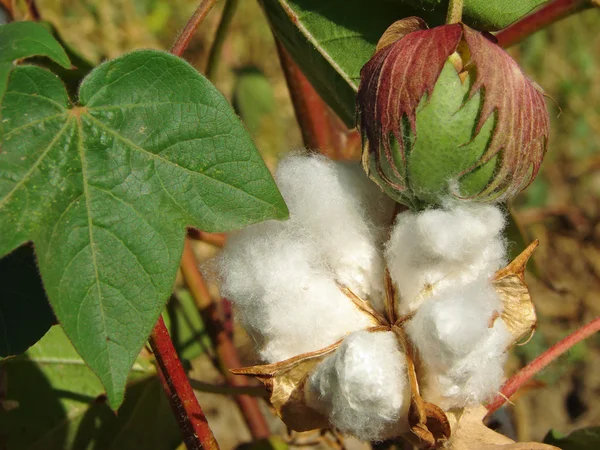 Cotton plant — Stock Photo, Image