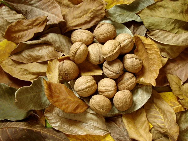 Leaves and nuts — Stock Photo, Image