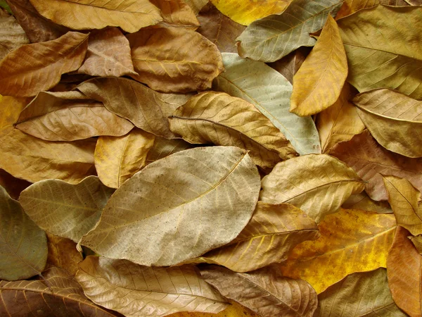クルミの葉 — ストック写真