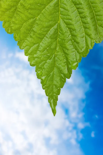 Stock image Sheet with a drop of dew