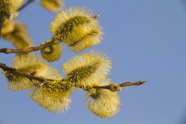 mavi gökyüzüne karşı willow