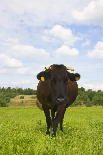 Las vacas comen hierba en el campo —  Fotos de Stock