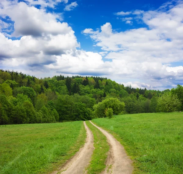 Road to the forest — Stock Photo, Image