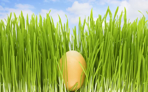 Яйце трава ізольовані — стокове фото