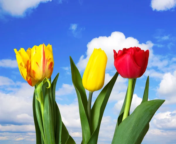 Красные, желтые тюльпаны, голубое небо — стоковое фото