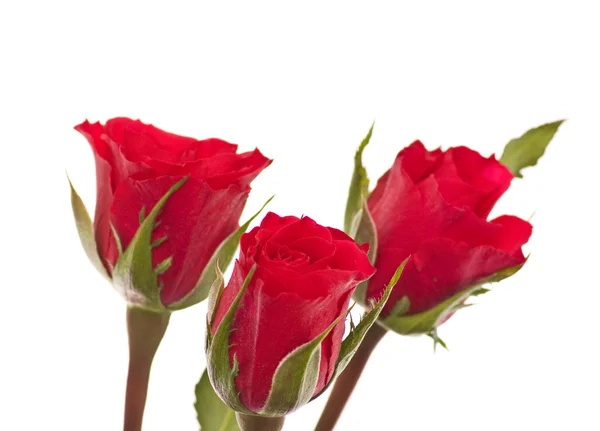 Tre rose, isolate — Foto Stock