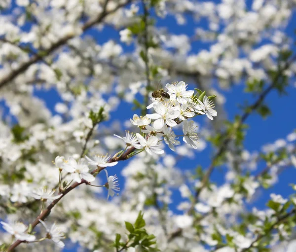 苹果树花、 蜂 — 图库照片