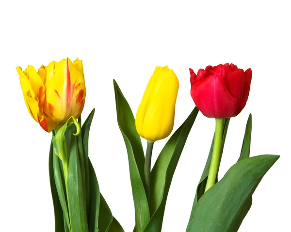 Красные, желтые тюльпаны — стоковое фото