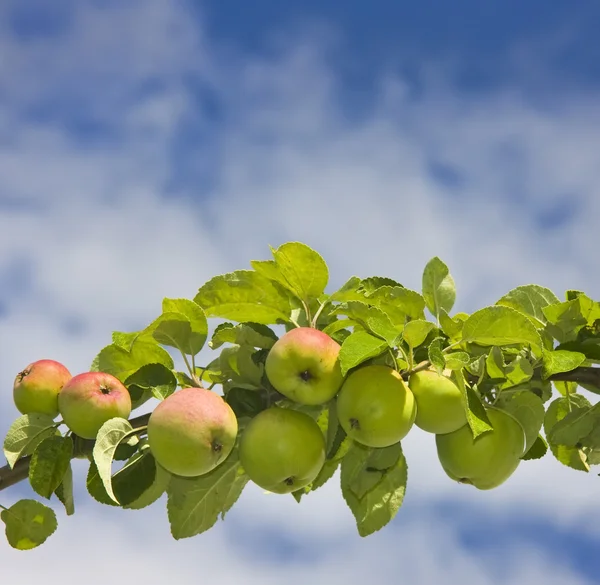 Rama de manzano — Foto de Stock
