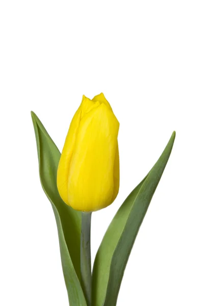 Желтые тюльпаны, изолированные — стоковое фото