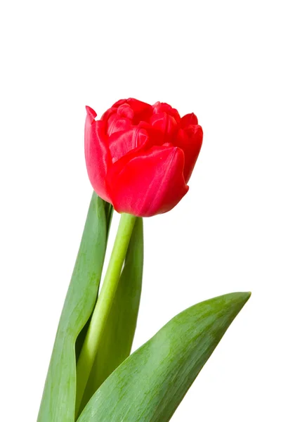 Rode tulp, geïsoleerd — Stockfoto