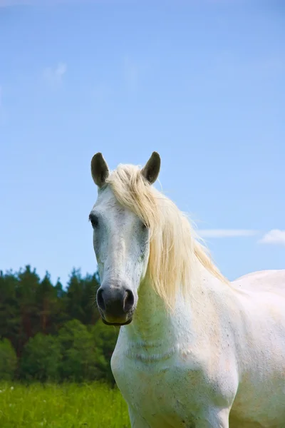 草原の白い馬 — ストック写真