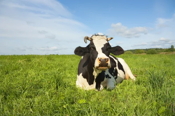 Корова відпочиває на полі — стокове фото