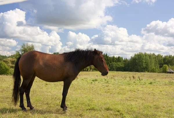 Pastviny koní — Stock fotografie