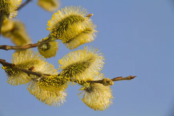 Skogstjärn, våren柳树对蓝蓝的天空 — 图库照片