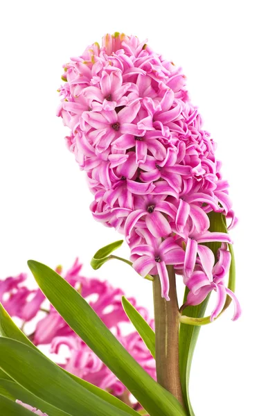 Hyacinthus flower, isolated — Stock Photo, Image